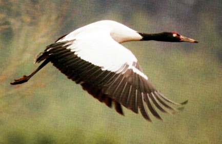 Black-necked Crane