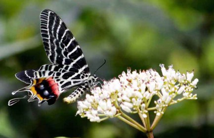 Ludlow’s Bhutan Swallowtail Bhutanitis ludlowi