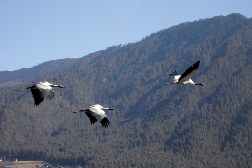 Nature & Wildlife Tours – Bhutan Fertility Tours & Treks