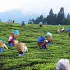 Tea gardens in Assam, just before reaching Bhutan