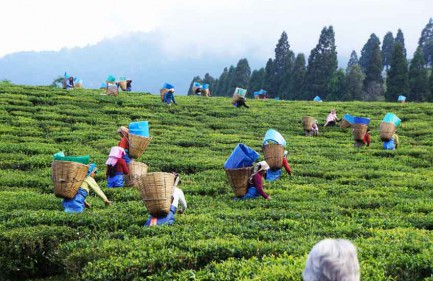 Tea gardens in Assam, just before reaching Bhutan